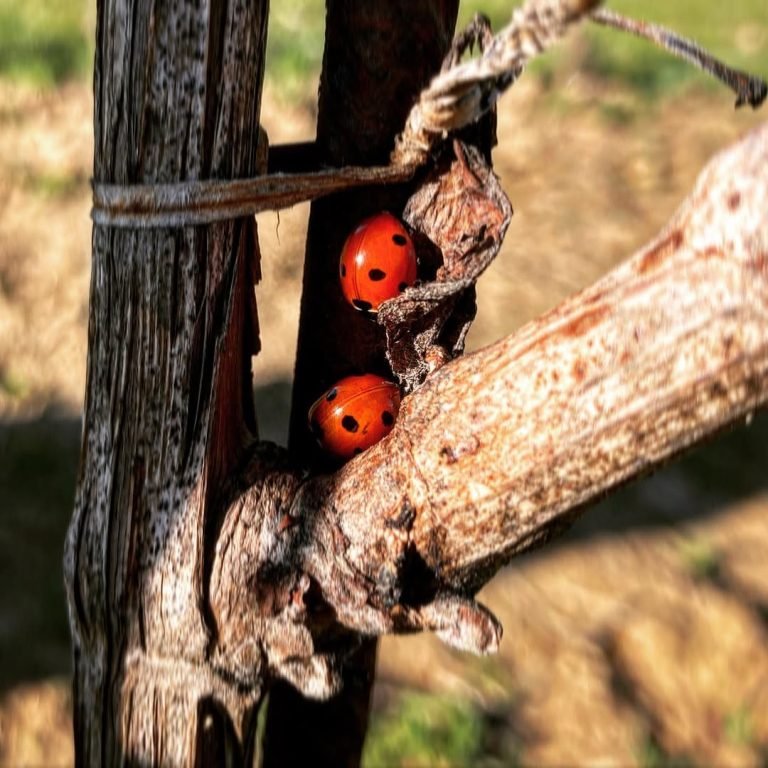 Biodiversità nei vigneti a Montecarlo LU | Coltivazione naturale