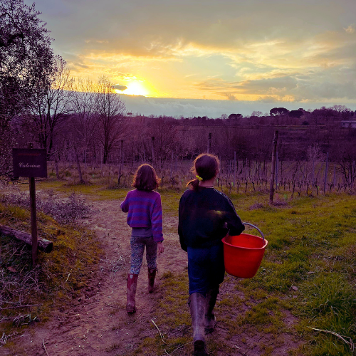 Vigneti a Montecarlo (Lucca) al tramonto. Vita in vigna.