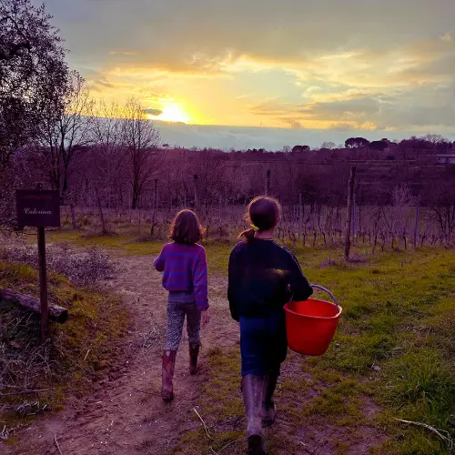 Vigneti a Montecarlo (Lucca) al tramonto. Vita in vigna.