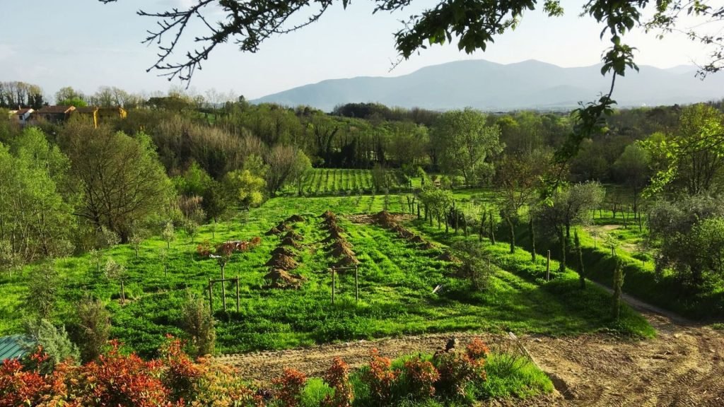Vigneti nelle colline lucchesi a Montecarlo (Lucca)