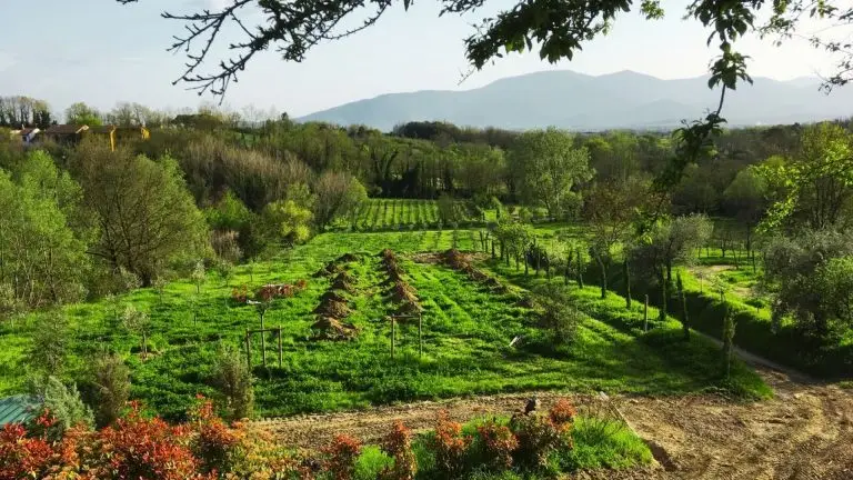 Vigneti nelle colline lucchesi a Montecarlo (Lucca)