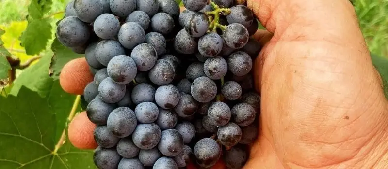 grappolo d'uva nera