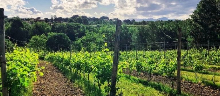 Vigneti della Tenuta San Beda a Montecarlo