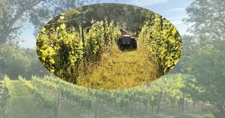 Lavori in Vigna a Giugno: Peronospora e Caldo