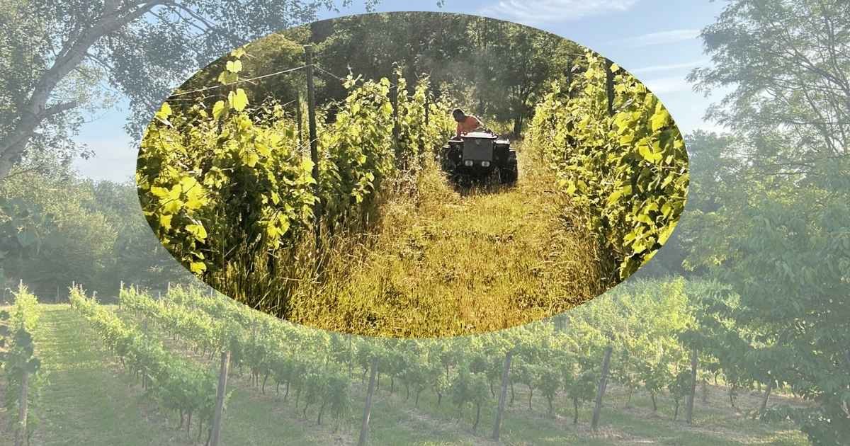 Lavori in Vigna a Giugno: Peronospora e Caldo