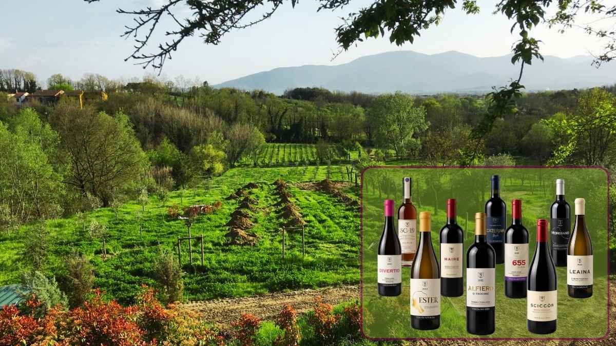 vini toscani cantina Tenuta San Beda Montecarlo di Lucca