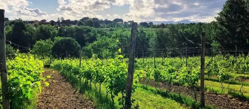 Vigneti della Tenuta San Beda a Montecarlo